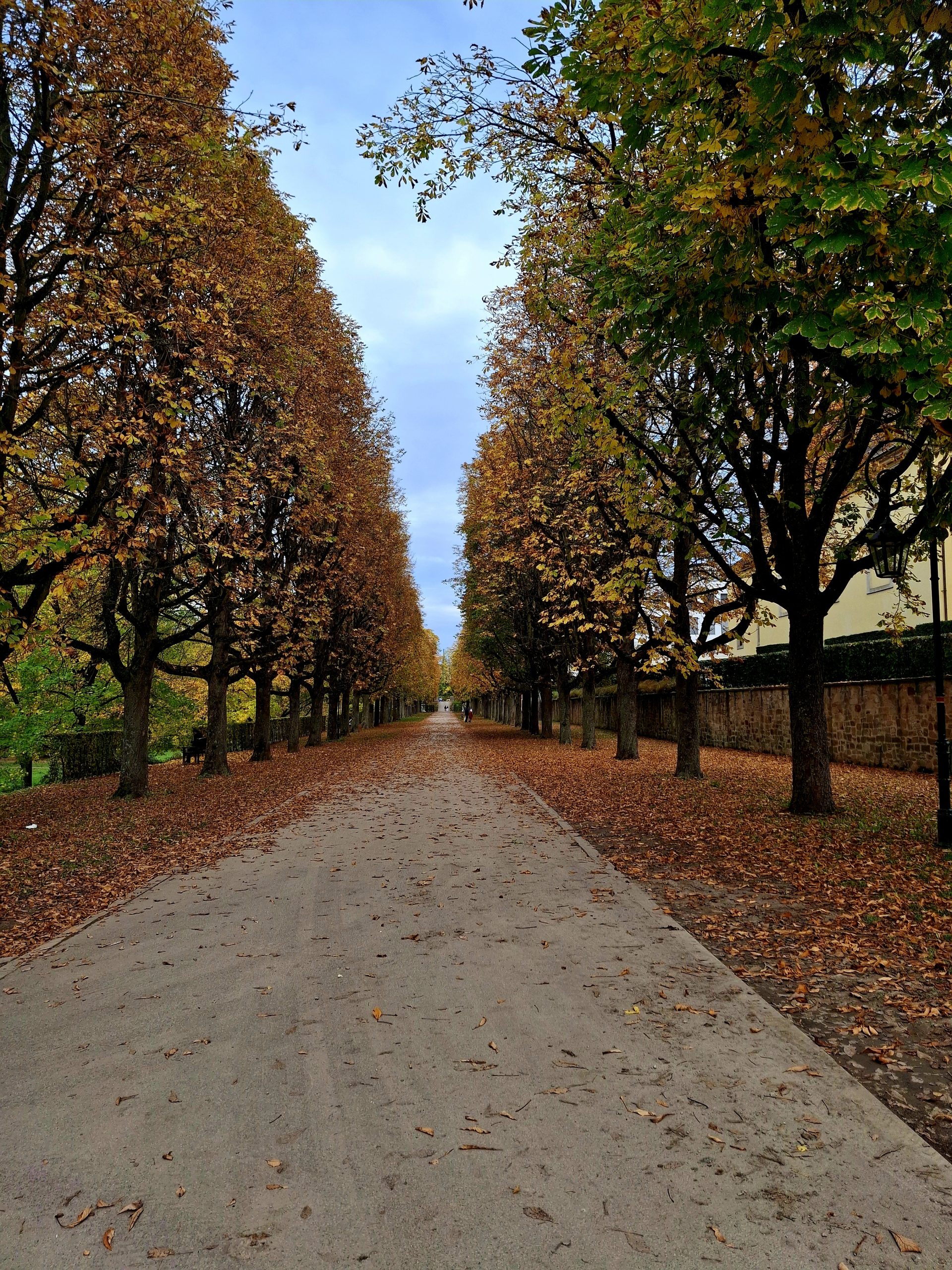 Eine Allee. Herbst. Blätter liegen auf dem Weg.
